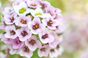 Macro of flower representing therapy for trauma