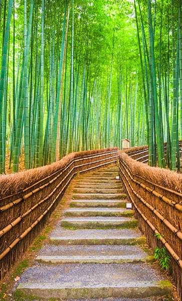 a picture of a path metaphorical to Reed Behavioral Health